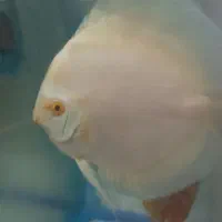 دیسکس آلبینو پلاتینیوم