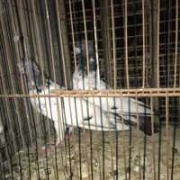 کبوتر پاکستانی