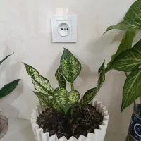 گل و گیاه|گل و گیاه طبیعی|آق قلا, |دیوار