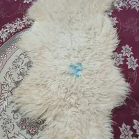 پوست بَره  درست شده و نرم