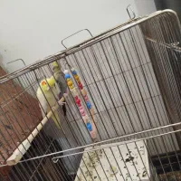 عروس هلندی جفت
