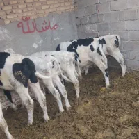 فروش 6راس گوساله نر هلشتاین با بره نر هم معامله