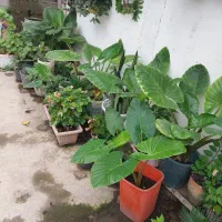 گل بابا ادم|گل و گیاه طبیعی|رشت, پل تالشان|دیوار