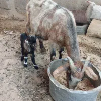 بزکوهی.|حیوانات مزرعه|شوش, |دیوار