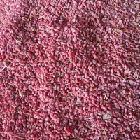 زرشک پوفکی|خوردنی و آشامیدنی|سده (خراسان جنوبی), |دیوار