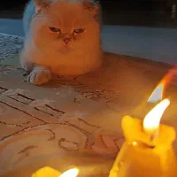 گربه چشم آبی اقیانوسی|گربه|شیراز, حومه شیراز|دیوار