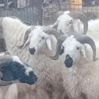 قوچ عراقی داشت