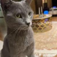 واگذاری  گربه