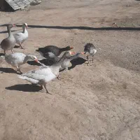 غازجوان|حیوانات مزرعه|دهگلان, |دیوار