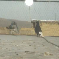 سیاه دم سفید ماده