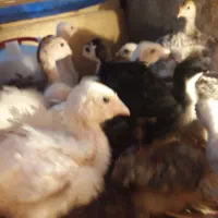 فروش بوقلمون یک ساله تا یک روزه