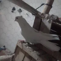 سفید نوک جمع|پرنده|مرند, |دیوار