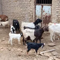 8راس بز زاییده ارزان