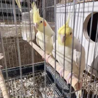 فروش عروس هلندی لوتینو