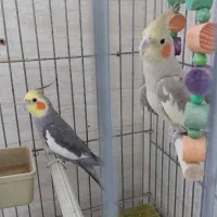 عروس هلندی تخم گذار