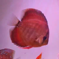 دیسکس شاه ماهی آب شیرین|ماهی|تهران, استاد معین|دیوار