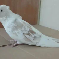 کبوترنوک قنار