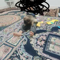 وا گذاری توله سگ