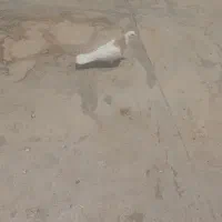 کفتر|پرنده|فشاپویه, |دیوار