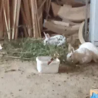 خرگوش سفید بالغ|موش و خرگوش|پردیس, فاز ۴|دیوار