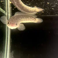 ماهی چانا اسیاتیک|ماهی|قدس, شهرقدس|دیوار