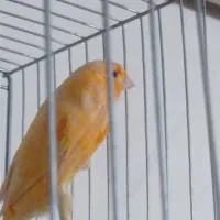 قناری|پرنده|تهران, مشیریه|دیوار