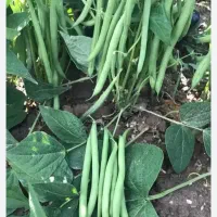 لوبیا سبز تاز چین ترد و تمیز