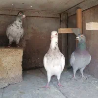 سه تا نر هوایی|پرنده|شیراز, پودنک|دیوار