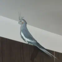 عروس هلندی طوسی و لوتینو