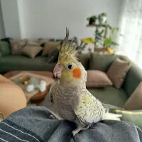 عروس هلندی گلباقالی|پرنده|شهر بابک, |دیوار