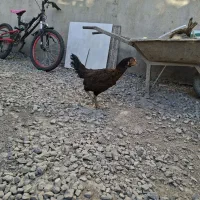مرغ لاری