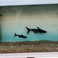 ماهی پنگوسی