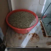 اکواریوم|ماهی|تویسرکان, |دیوار