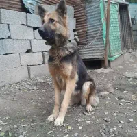 سگ ژرمن نگهبان جنسیت ماده