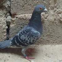 کفتر مسافتی درجه ا نژاد جان آردن|پرنده|کازرون, |دیوار