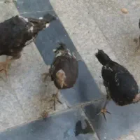 بوقلمون محلی سه ماهه