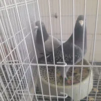 کبوتر مسافتی|پرنده|مشهد, فرخد|دیوار