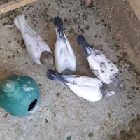 کبوترکاشان