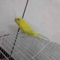 مرغ عشق دستی