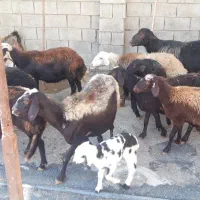 با سلام تعداد ده راس میش داشتی