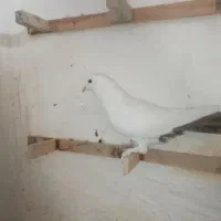 نر دم قهوه ای و جوجه پلنگ