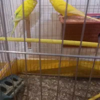 کفتر شامپیون کاشونی سبز سدی ماده مرغ عشق