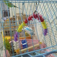 پرنده مرغ عشق|پرنده|چهاردانگه (تهران), |دیوار