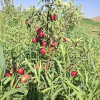 همکاری در باغ سیب