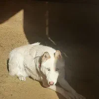 هاسکی سفید نر