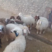 ۱۰عدد بره ۲نر ۸ماده