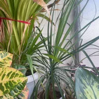 گل های بزرگ و شاداب