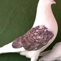 تعداد زیادی کبوتر