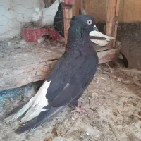 اشعل سیاه