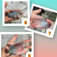 ماهی نژاد های مختلف